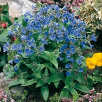 Pulmonaria angustifolia var. azurea