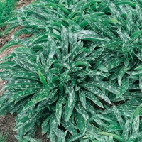 Pulmonaria longifolia