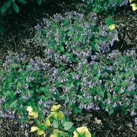 Pulmonaria officinalis