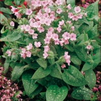 Pulmonaria saccharata