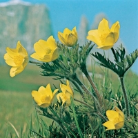 Pulsatilla alpina ssp. apiifolia