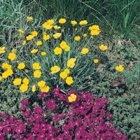 Ranunculus gramineus