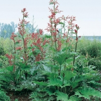 Rheum palmatum