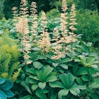 Rodgersia aesculifolia