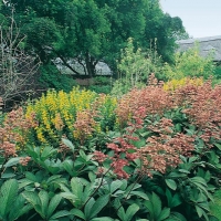 Rodgersia pinnata 'Superba'