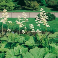 Rodgersia podophylla