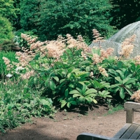 Rodgersia sambucifolia