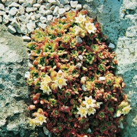 Rosularia sedoides var. alba (Sempervivella alba)