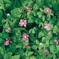 Rubus arcticus