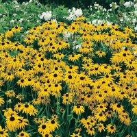 Rubeckia fulgida var. speciosa