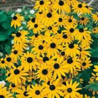 Rudbeckia fulgida 'Goldsturm'