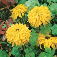 Rudbeckia laciniata