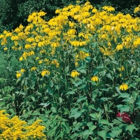 Rudbeckia nitida 'Herbstsonne'