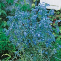 Salvia azurea var. grandiflora