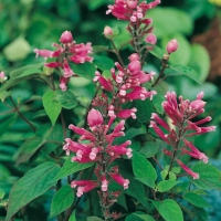 Salvia involucrata 'Bethellii'