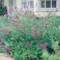 Salvia leucantha