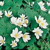 Sanguinaria canadensis