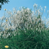 Sanguisorba tenuifolia 'Alba'