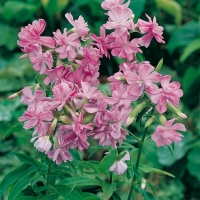 Saponaria officinalis