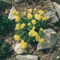 Saxifraga x apiculata