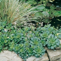 Saxifraga x urbium