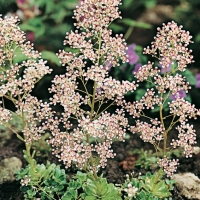 Saxifraga cotyledon var. pyramidalis