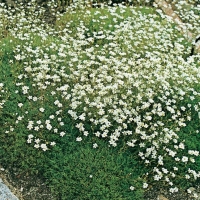 Saxifraga hypnoides