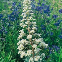 Saxifraga longifolia