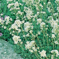 Saxifraga paniculata