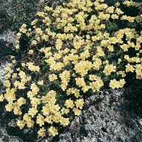 Saxifraga x elizabethae