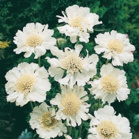 Scabiosa caucasica