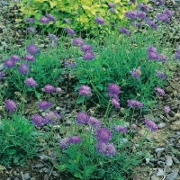 Scabiosa columbaria