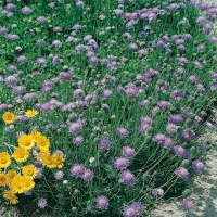 Scabiosa graminifolia