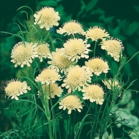 Scabiosa ochroleuca