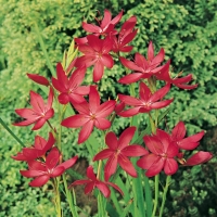 Schizostylis coccinea