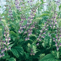 Scutellaria altissima