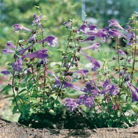 Scutellaria scordifolia