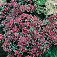 Sedum cauticola 'Lidakense'