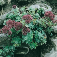 Sedum anacampseros