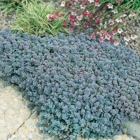 Sedum cyaneum 'Rosenteppich'