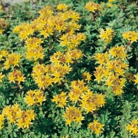 Sedum floriferum 'Weihenstephaner Gold'