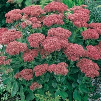 Sedum 'Hebstfreude' ('Autumn Joy')