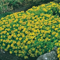 Sedum kamtschaticum var. ellacombianum