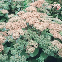 Sedum 'Matrona'