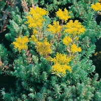 Sedum reflexum