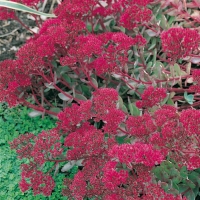 Sedum 'Ruby Glow' ('Robustum')