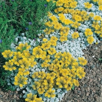 Sedum spathulifolium 'Cape Blanco'