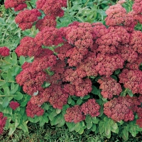 Sedum telephium 'Atropurpureum'