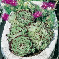 Sempervivum calcareum