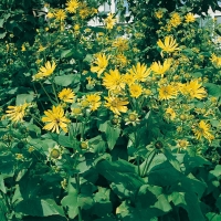 Silphium perfoliatum